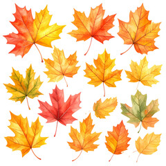 Collection of autumn maple leaves in various colors isolated on transparent background