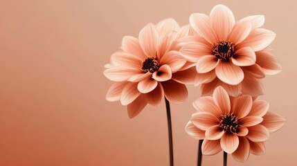 Peach Dahlia Trio Close-up, Soft Lighting, Floral Minimalism, Dahlia Photography Dahlia, Minimalist