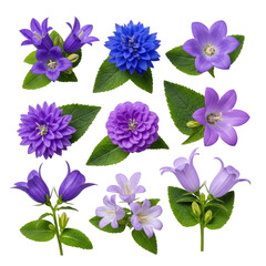 Vibrant bellflowers (campanula) in indigo, royal blue, purple, and lavender with emerald foliage, various shapes, isolated on a transparent background with studio lighting, high-angle shot. Concept of