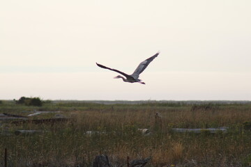 Crane in the bay