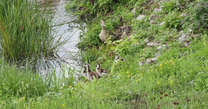 (Alopochen aegyptiaca) Eine Nilgans, umgeben von ihren vielen K&uuml;ken ode G&ouml;ssels an einem Flussufer entlang des Rheins in S&uuml;ddeutschland
