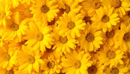 Close-up of many bright yellow daisies