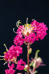 Full blooming of crape myrtle (Lagerstroemia indica) in Japan in summer