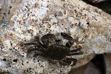 Crab at the seaside promenade in Porec