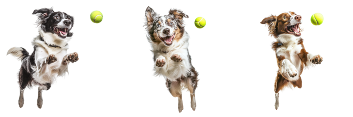 Set of happy dogs jumping for a tennis ball isolated on transparent background PNG