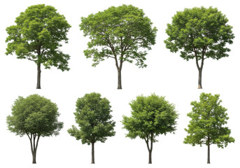 Obraz premium Ultra-realistic UHD photo of various distinct green trees with lush vibrant foliage, diverse textures, and sturdy trunks, presented as full standalone objects from a 3/4 view against a pristine pure