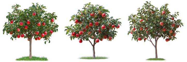 Set of small apple trees isolated on transparent background PNG