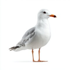Obraz premium A seagull standing elegantly, captured in a clean, isolated shot