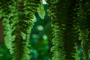 many fronds, fern's leaves in the dark scene with sunshine backlight and its flares