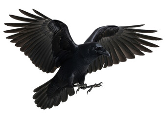 Adult black raven with powerful wings spread wide and extended talons, captured in a dynamic, hovering pose against a pristine transparent, shadowless studio background in an ultra realistic UHD