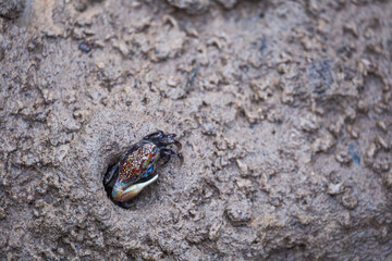 a small colorful fiddler crab standing cover a hole on the mud floor in swamp mangrove forest