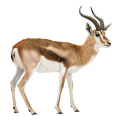 Fototapeta premium High-Quality Impala PNG for Wildlife Projects