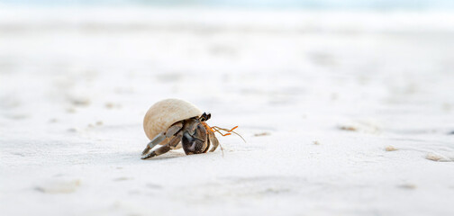 a small hermit crab walking slowly along the beach in the afternoon seaside with blurred blue sea in background