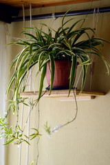 blooming spider plant in the pot