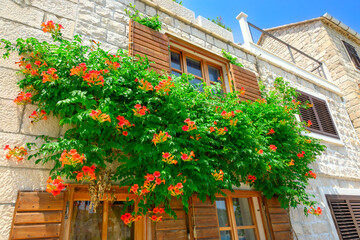A house decorated with flowers in Pucisca town on the island of Brac. Croatia