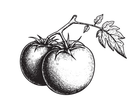Vintage tomato drawing for farmer's market label culinary branding and rustic kitchen illustrations