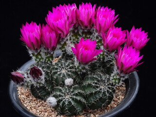 Echinocereus rigidissimus var rubrispinus Jugwamyungseokhwan with large pink blossoms in Korea