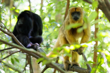 The male and female howler monkeys