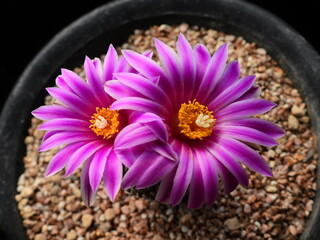 Ariocarpus retusus Jugwan, blooming with vivid pink flowers. Known in Korea as Jugwan. Photographed in Korea.
