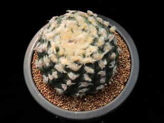 Ariocarpus fissuratus Jeokhwaouok cactus with woolly top texture in Korea