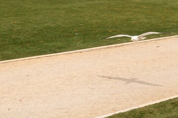 A seagull and its silhouette