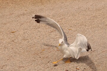 Walking  seagull with spread wings