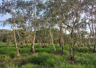 Fototapeta premium Peat swamp forest with dense growth of sedge (Ton Kok) and Melaleuca trees (Ton Samet), showcasing rich wetland biodiversity and a unique tropical ecosystem.