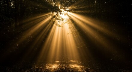 Sunlight beams through dense forest