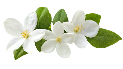Obraz premium Delicate White Jasmine Flower with Green Leaves Isolated on White Background 