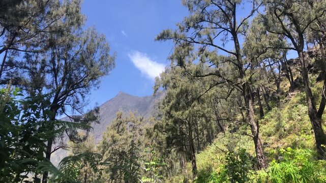 trees in the mountains arjuno indonesia