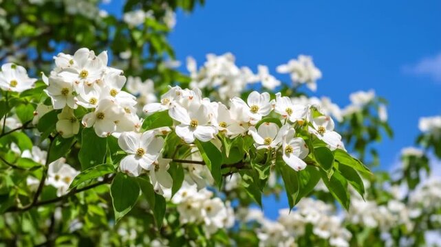 Blooming Dogwood Tree Against a Clear Sky