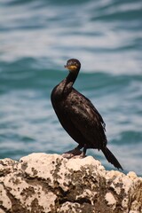 Cormorant watching
