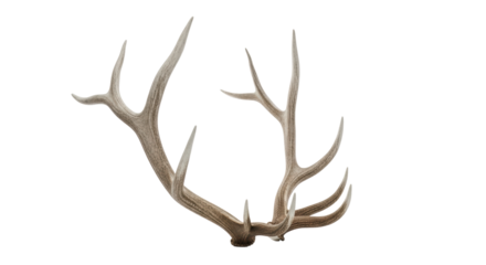 Large, mature elk antlers in a 3/4 view, showcasing natural rugged bone texture with off-white and light tan hues, intricate branching, and symmetrical growth, against a transparent seamless studio