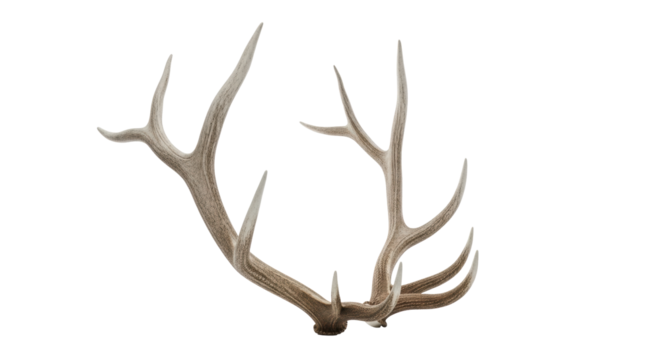 Large, mature elk antlers in a 3/4 view, showcasing natural rugged bone texture with off-white and light tan hues, intricate branching, and symmetrical growth, against a transparent seamless studio