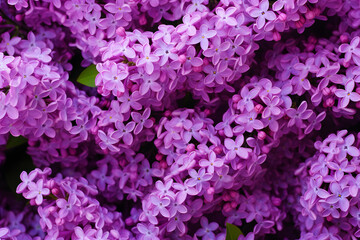 Obraz premium Close-up view of vibrant purple lilac blossoms in full bloom.
