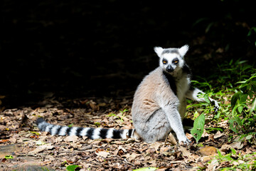 a ring tailed lemur sitting in a sunny spot