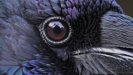 Close-up video shot of a raven's eye, showcasing iridescent feathers. Captures intricate details with a macro perspective, emphasizing texture.