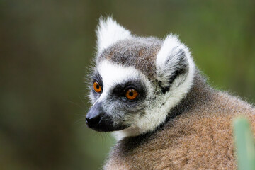 a close up portrait of a ringtailed lemur