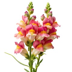 Obraz premium Snapdragon flower image