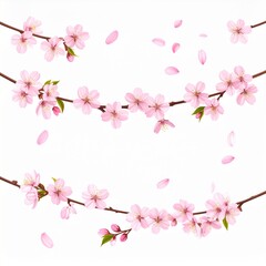Fototapeta premium Three Pink Cherry Blossoms Hanging Branches with Falling Petals on a White Background