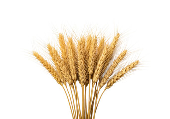 Fototapeta premium Golden yellow, meticulously clean, dry wheat stalks with textured grains and feathery awns, against a pristine transparent seamless studio background with uniform shadowless lighting, commercial