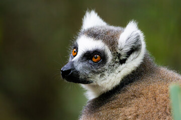 a close up portrait of a ringtailed lemur
