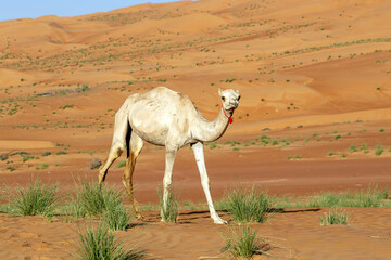 Herd of camels eat rare grass in the sands of Oman