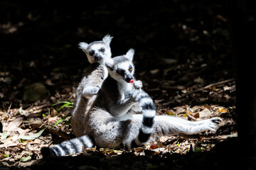a ring tailed lemur sitting in a sunny spot