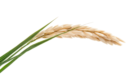 Beautiful wheat ear isolated on white background, symbolizing agriculture and harvest.