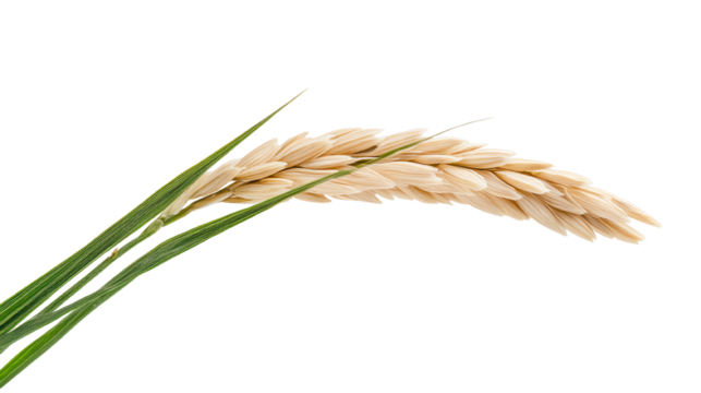 Beautiful wheat ear isolated on white background, symbolizing agriculture and harvest.