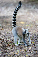 Fototapeta premium a ringtailed lemur with its tail up