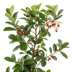 Fototapeta premium Carissa carandas Linn isolated on white background.