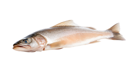 Fresh and vibrant fish with unique features, perfect for culinary presentations.