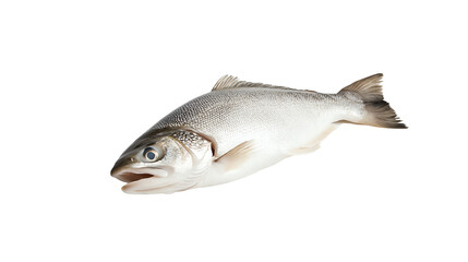 Naklejka premium Fresh fish on a white isolated background, showcasing its natural colors and textures, ideal for culinary themes.